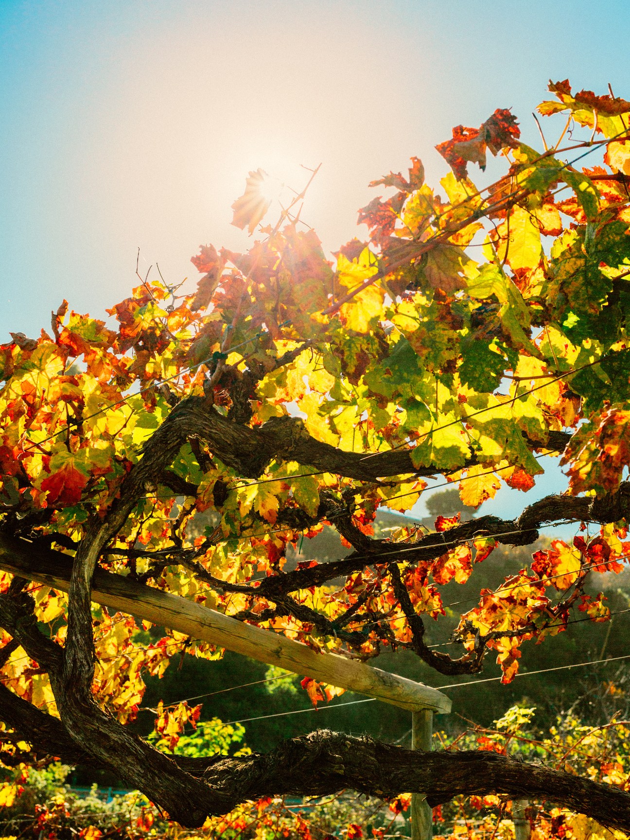 Ancient grapevines with intertwined branches in autumn foliage, backlit by sunlight at Viñátigo in Tenerife.
