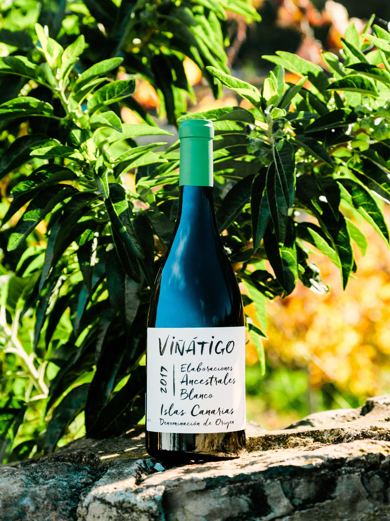 Viñátigo Ancestrale Blanco wine bottle displayed among green vine foliage in sunlight.