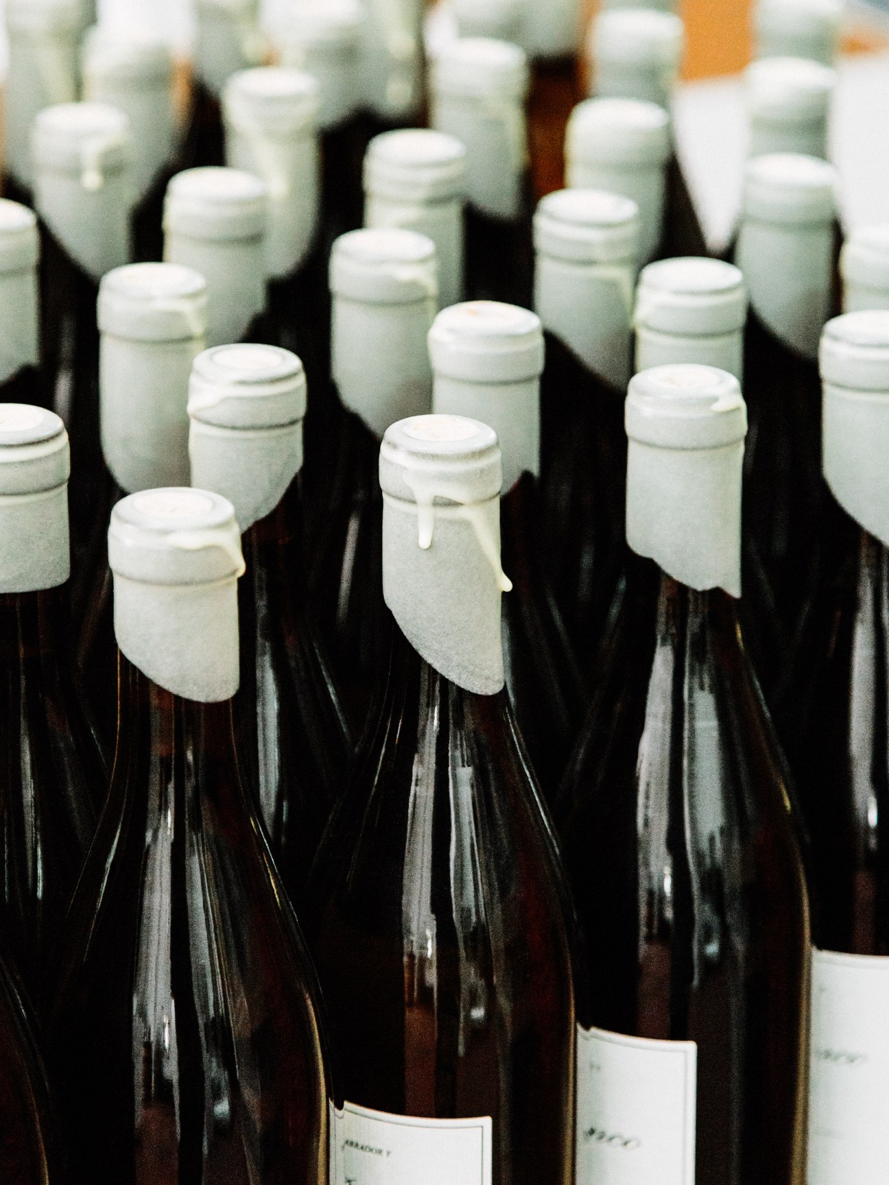 Rows of dark wine bottles with white capsules and labels being processed in a cellar.