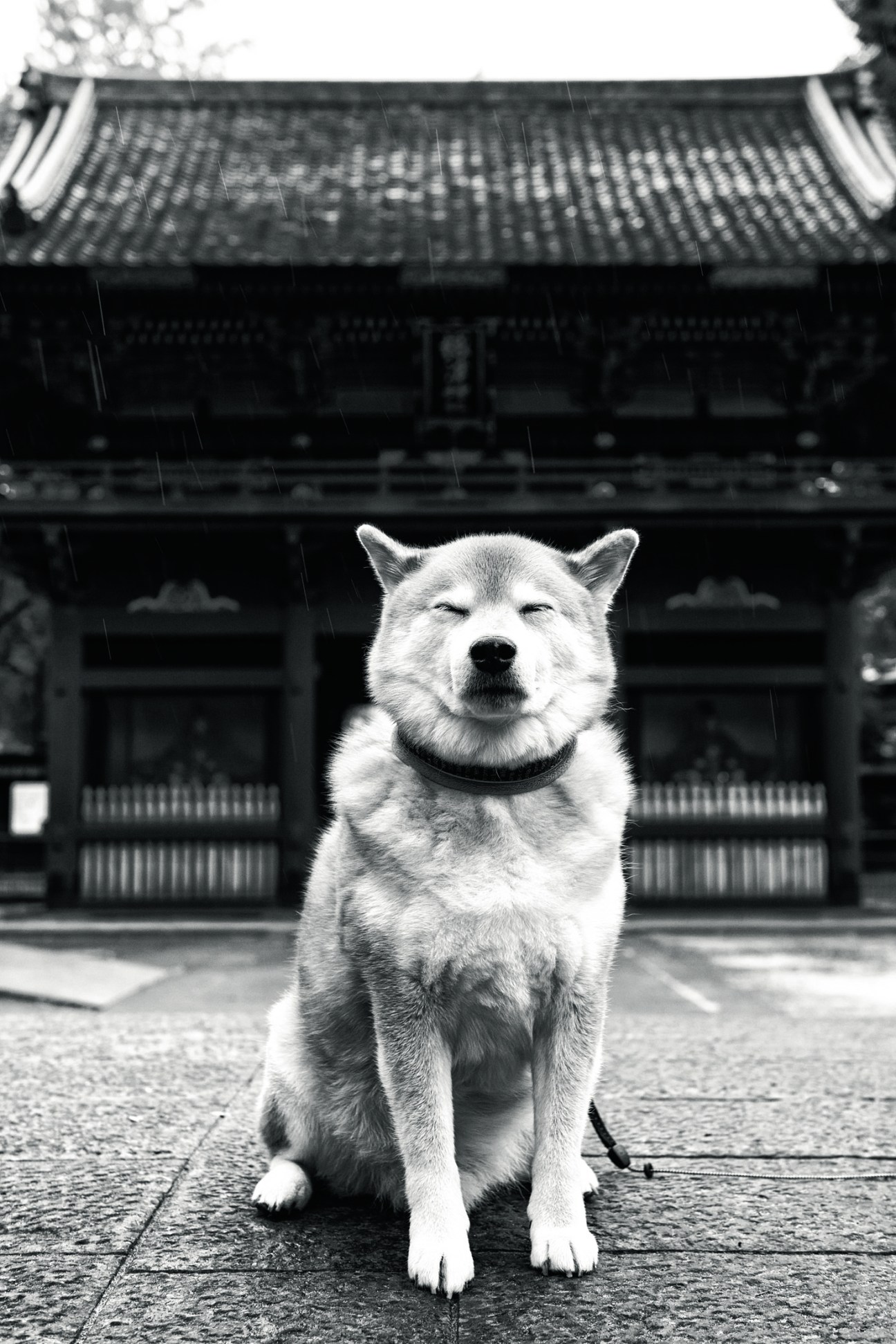 Portrait of Maru, a famous shiba inu dog with 2.5 million Instagram followers