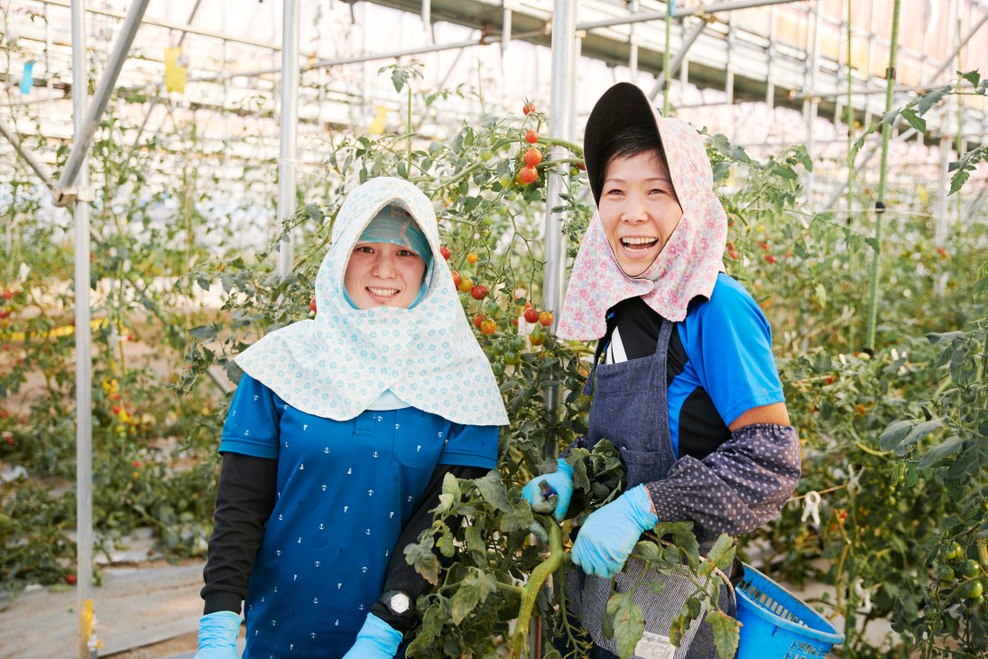 Two women in protective head coverings and blue aprons smile while working among tomato plants in a greenhouse