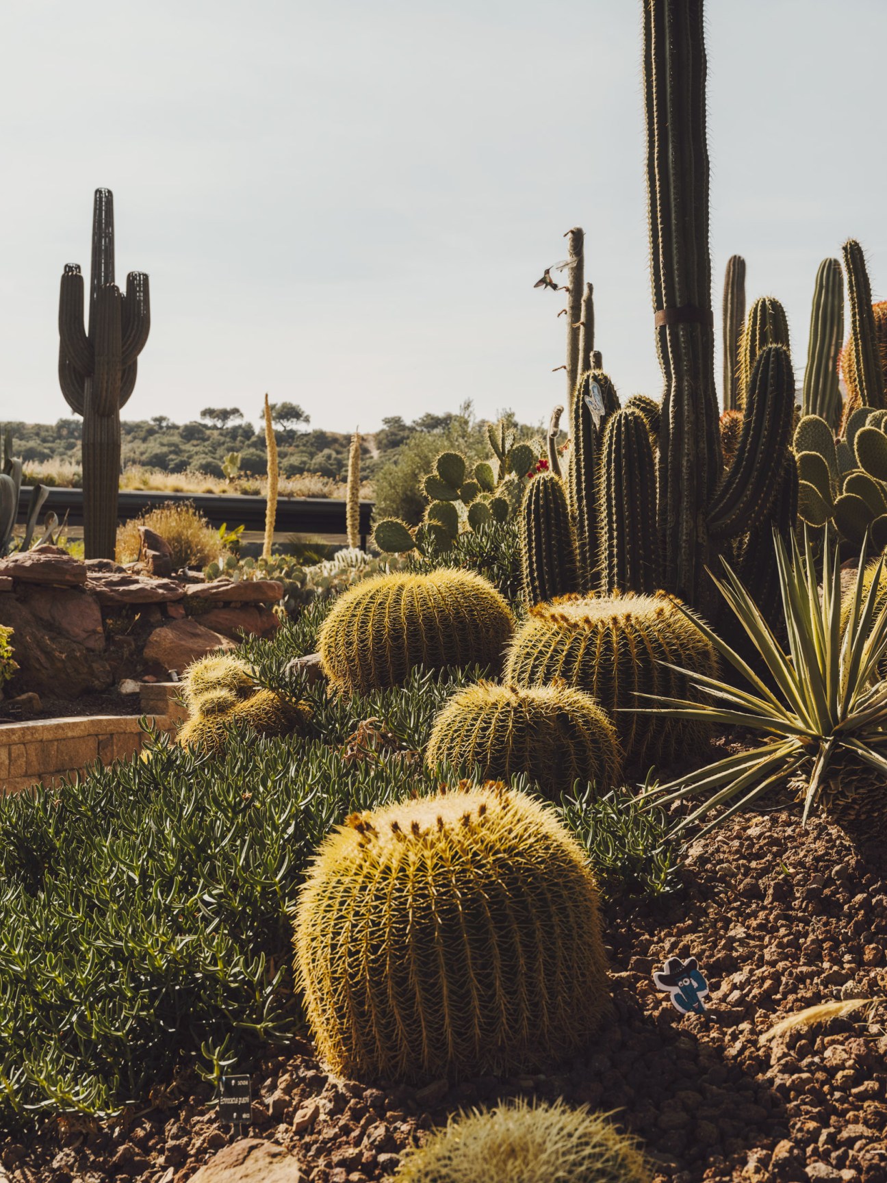 Desert City garden in Madrid displays golden barrel cacti and tall columnar cacti in arid landscape design.