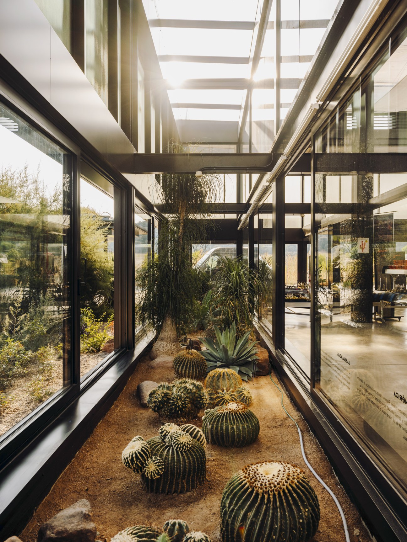 Barrel cacti displayed in a modern greenhouse with black frames and translucent polymer roof panels.