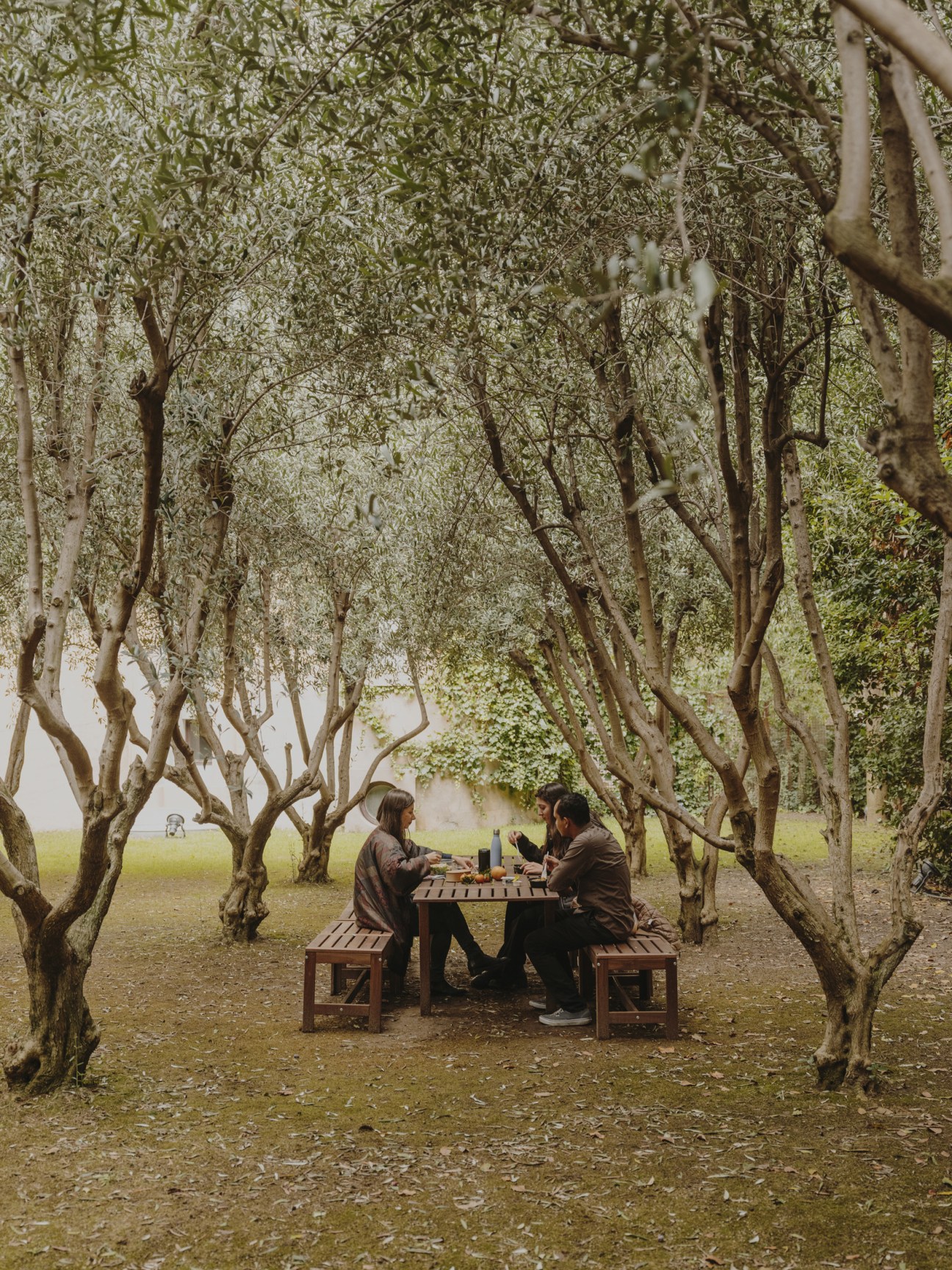 Two architects dining at a wooden table under an avenue of olive trees in the garden.