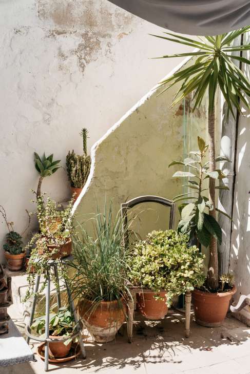 Potted plants and cacti arranged against a weathered white and yellow-green wall in a studio courtyard.
