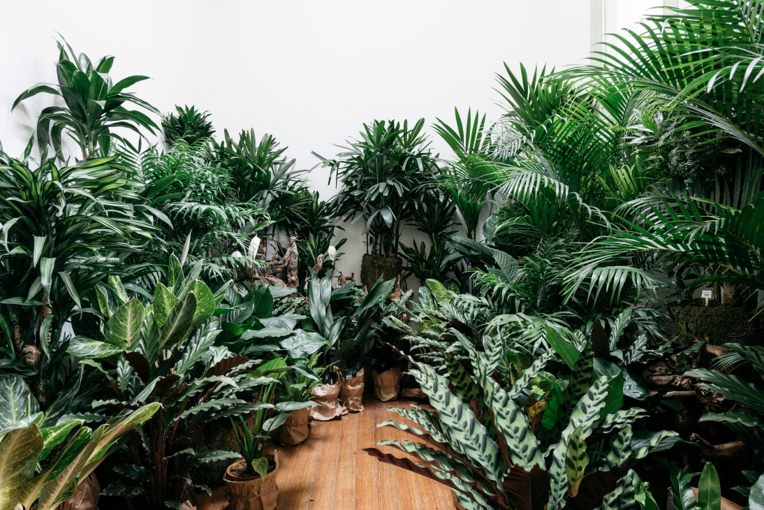 Dense tropical plants including palms and variegated foliage fill Casa Pau-Brasil's plant shop in Lisbon.