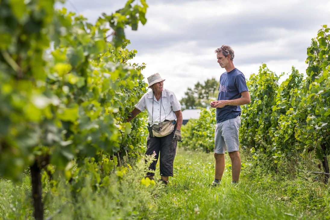 Dom Maxwell (right) stands in a vineyard row with another person wearing a hat, surrounded by green grapevines under a cloudy sky.