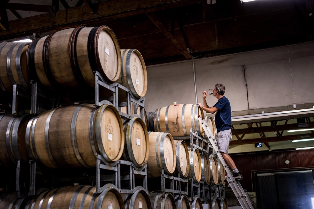 A vineyard worker stands on a ladder tasting wine from wooden barrels stacked in a cellar.