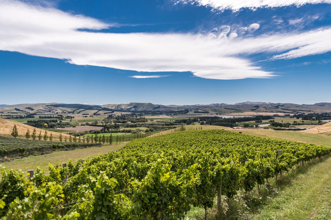 Vineyard landscape in Waipara, New Zealand with rolling hills and valleys under blue sky.