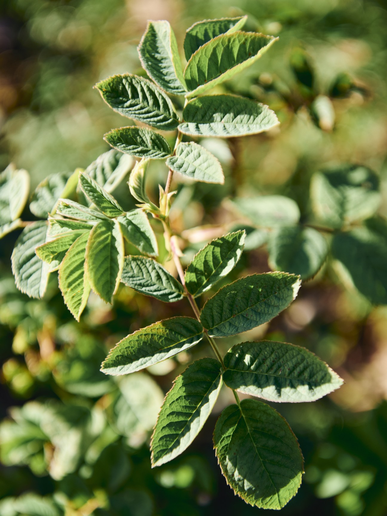 Close-up of green herb leaves with textured surfaces growing in sunlight at LMR's research and development field.