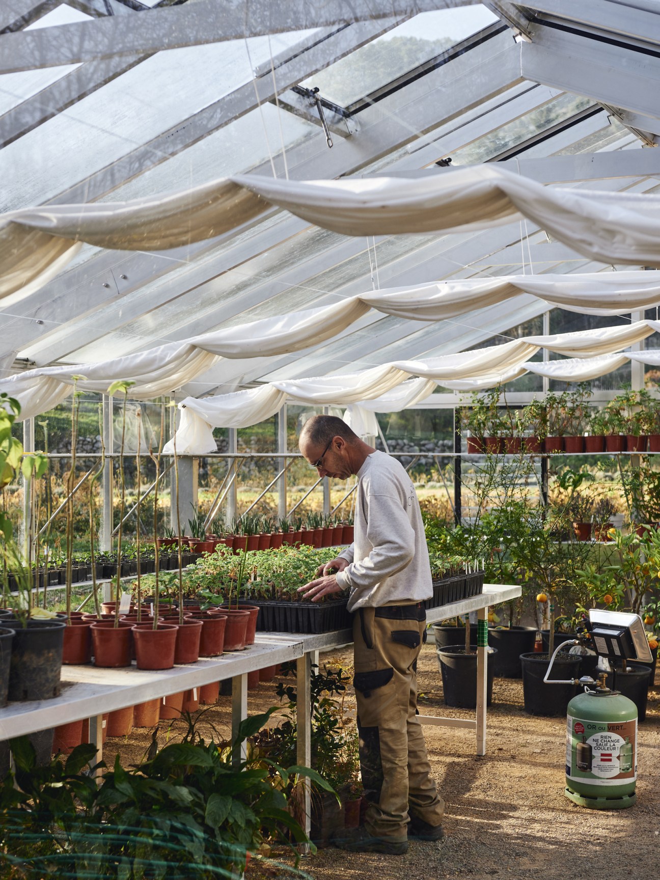 Sebastien Rodriguez tending to potted plants in an LMR R&D greenhouse with shade cloths and cultivation supplies.