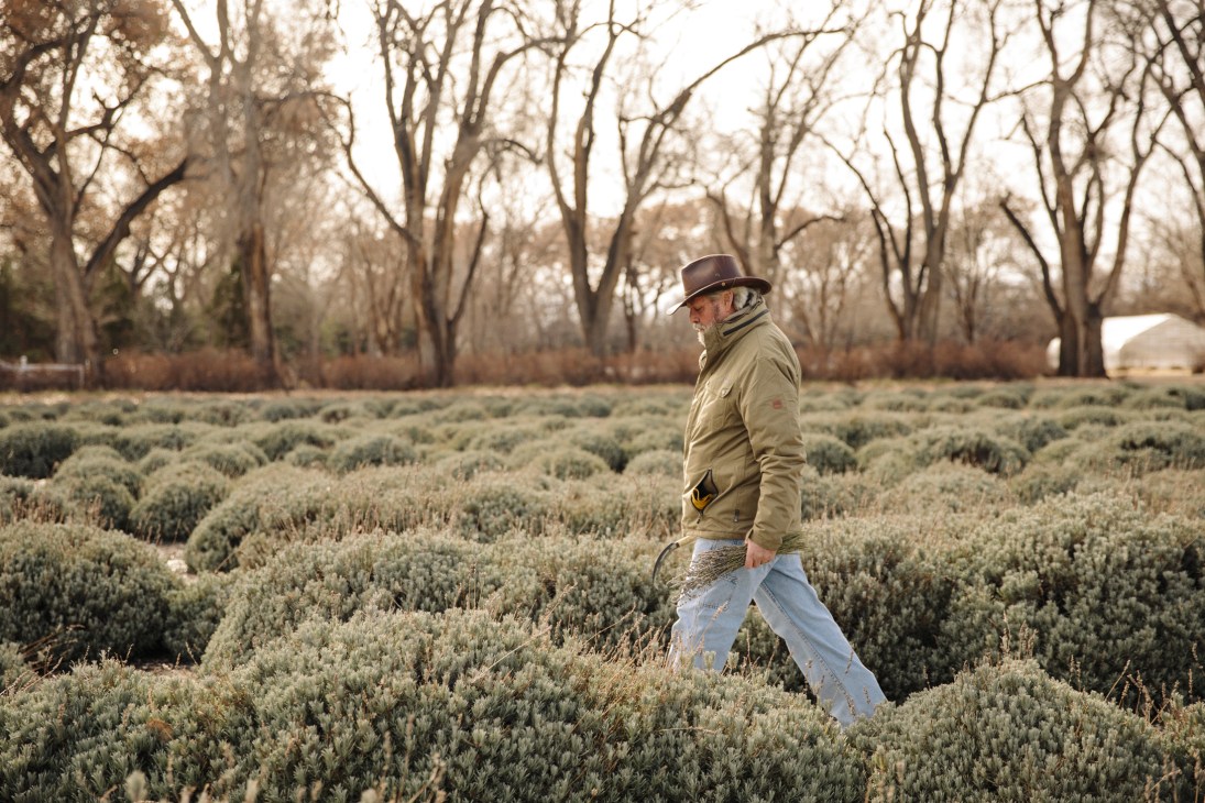 Farmer Wes stands in a field of lavender plants wearing a cowboy hat and tan jacket