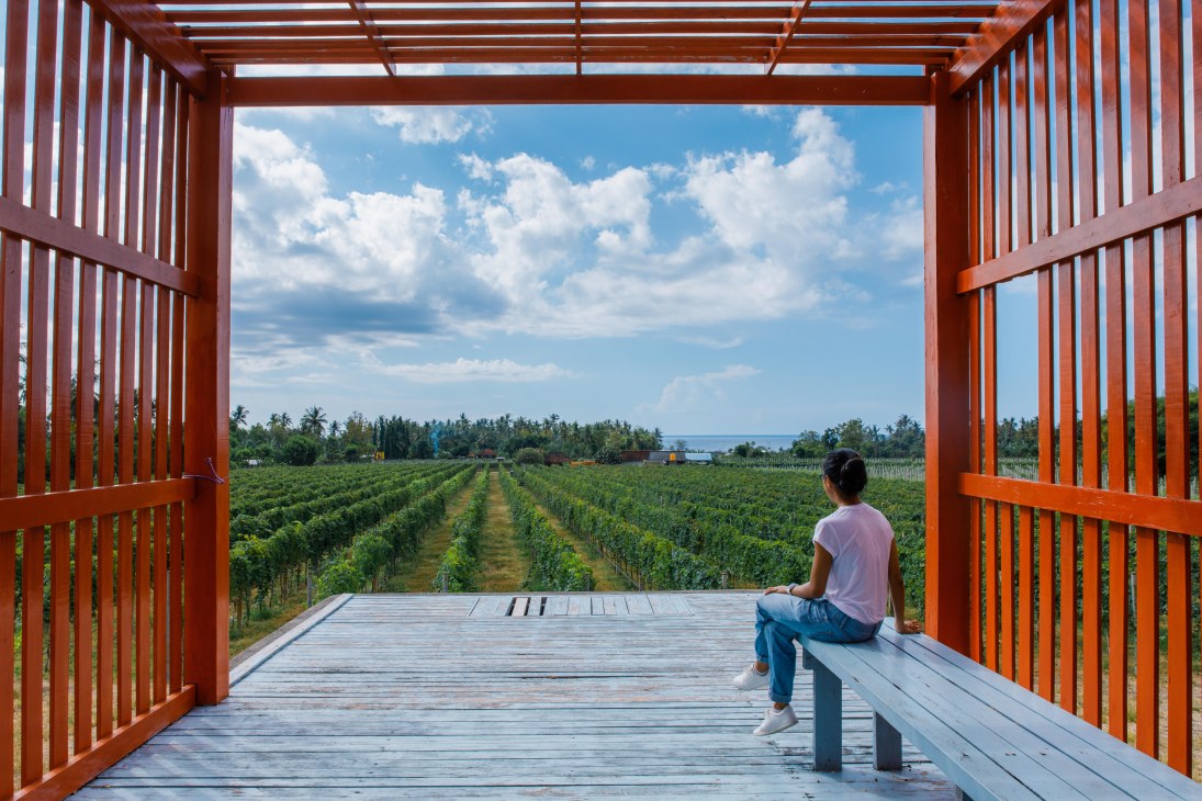 Vineyard with grape vines growing in rows under Bali's tropical landscape