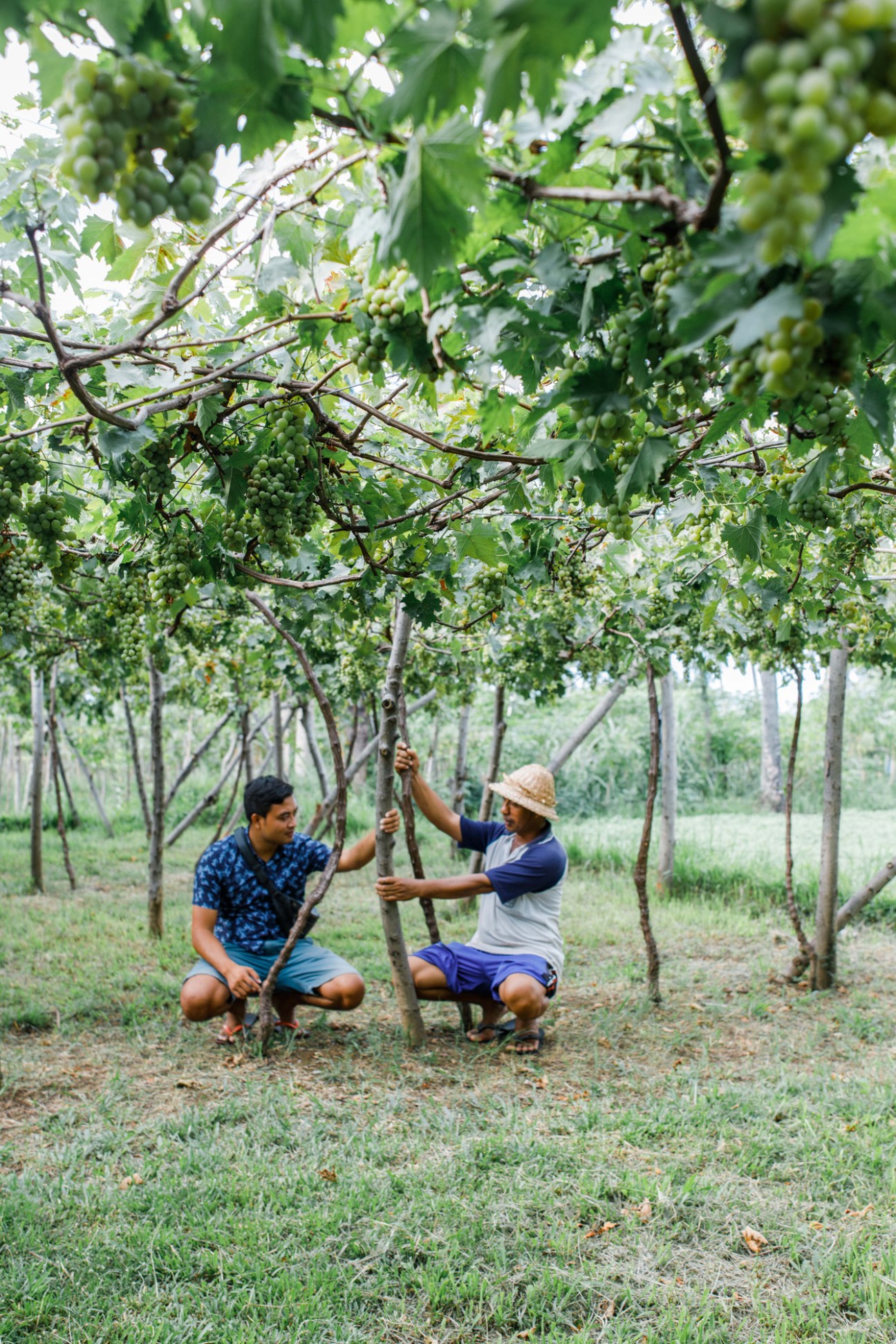 Pergola trellising system for growing grapes in tropical conditions