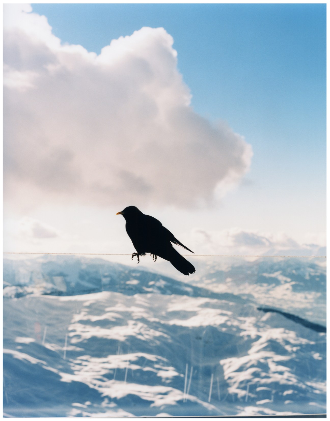 A silhouetted black crow in flight against a cloudy sky above snowy Alpine mountains.