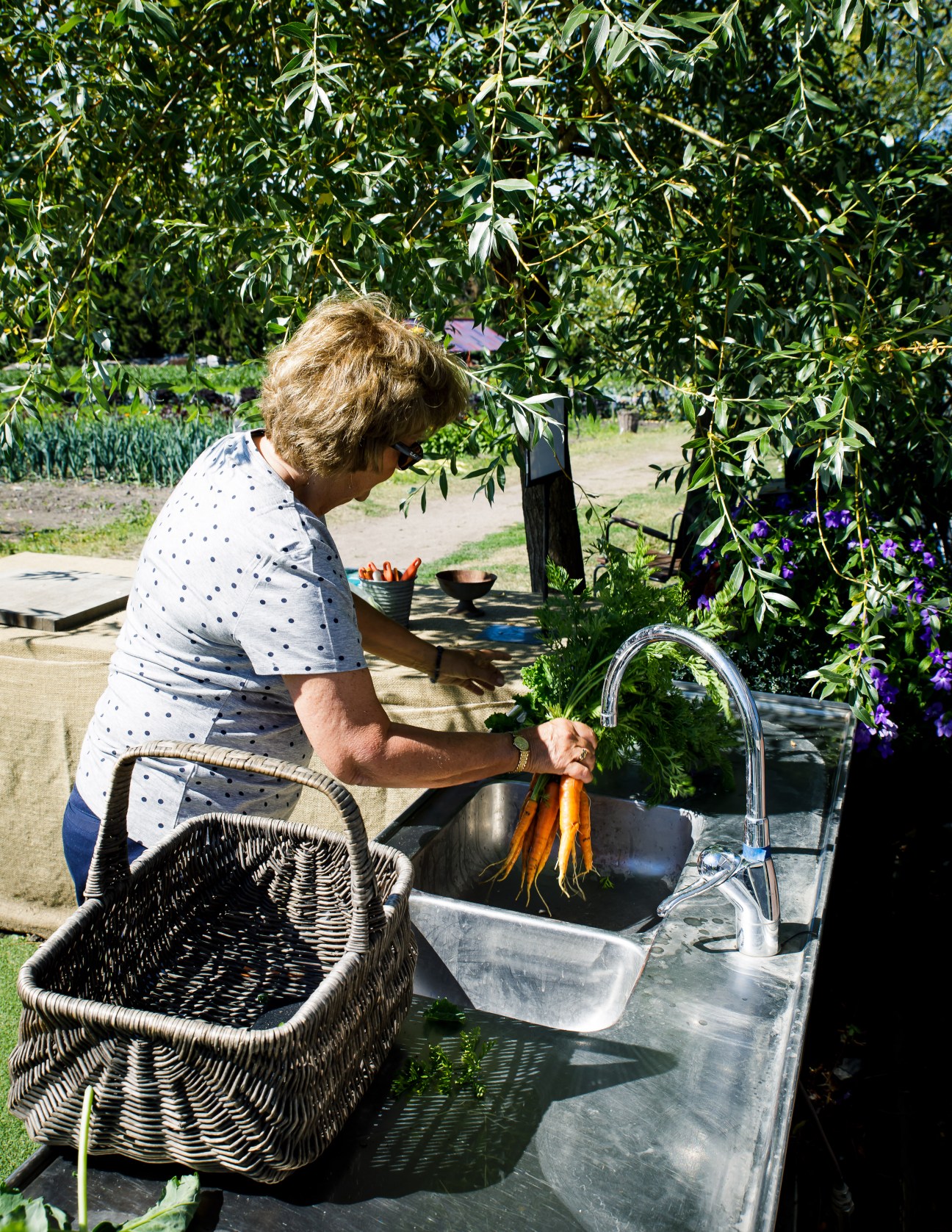 Woman in polka dot shirt washing freshly pulled carrots at outdoor sink with wicker basket nearby