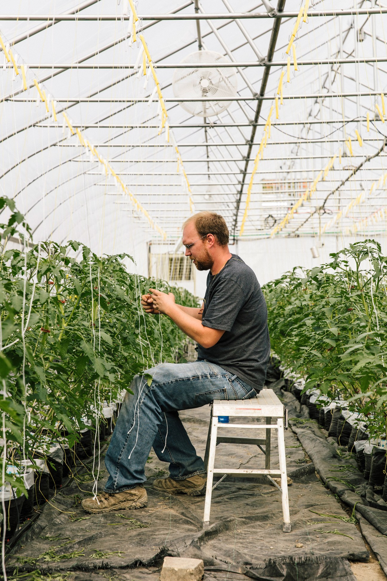 Man tending to tomato plants in a hydroponic greenhouse at Recovery Park in Detroit.