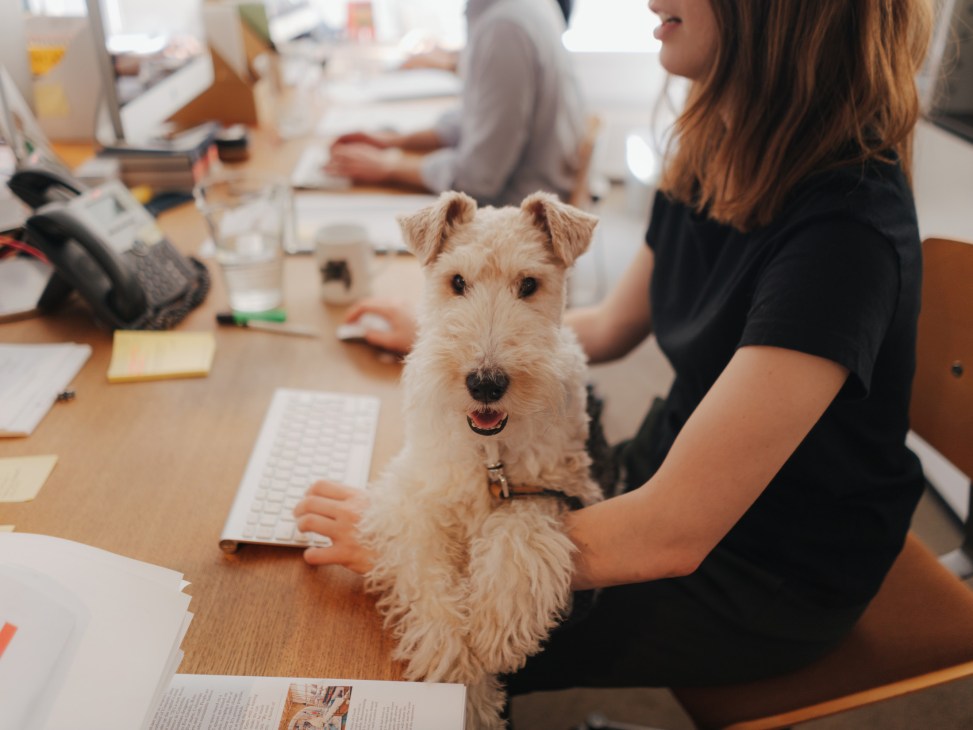 Office dog Macy sitting on a desk at Midori House surrounded by Monocle staff working on layouts.