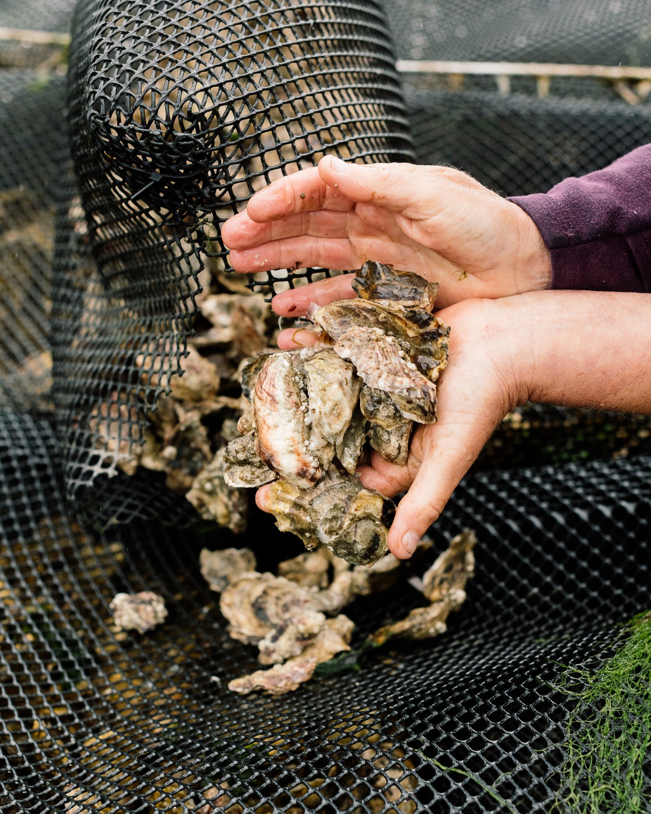 Hands holding fresh oysters over wire mesh baskets at Buck Bay Shellfish Farm