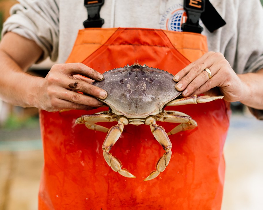 Person in orange waders holding a large Dungeness crab with both hands