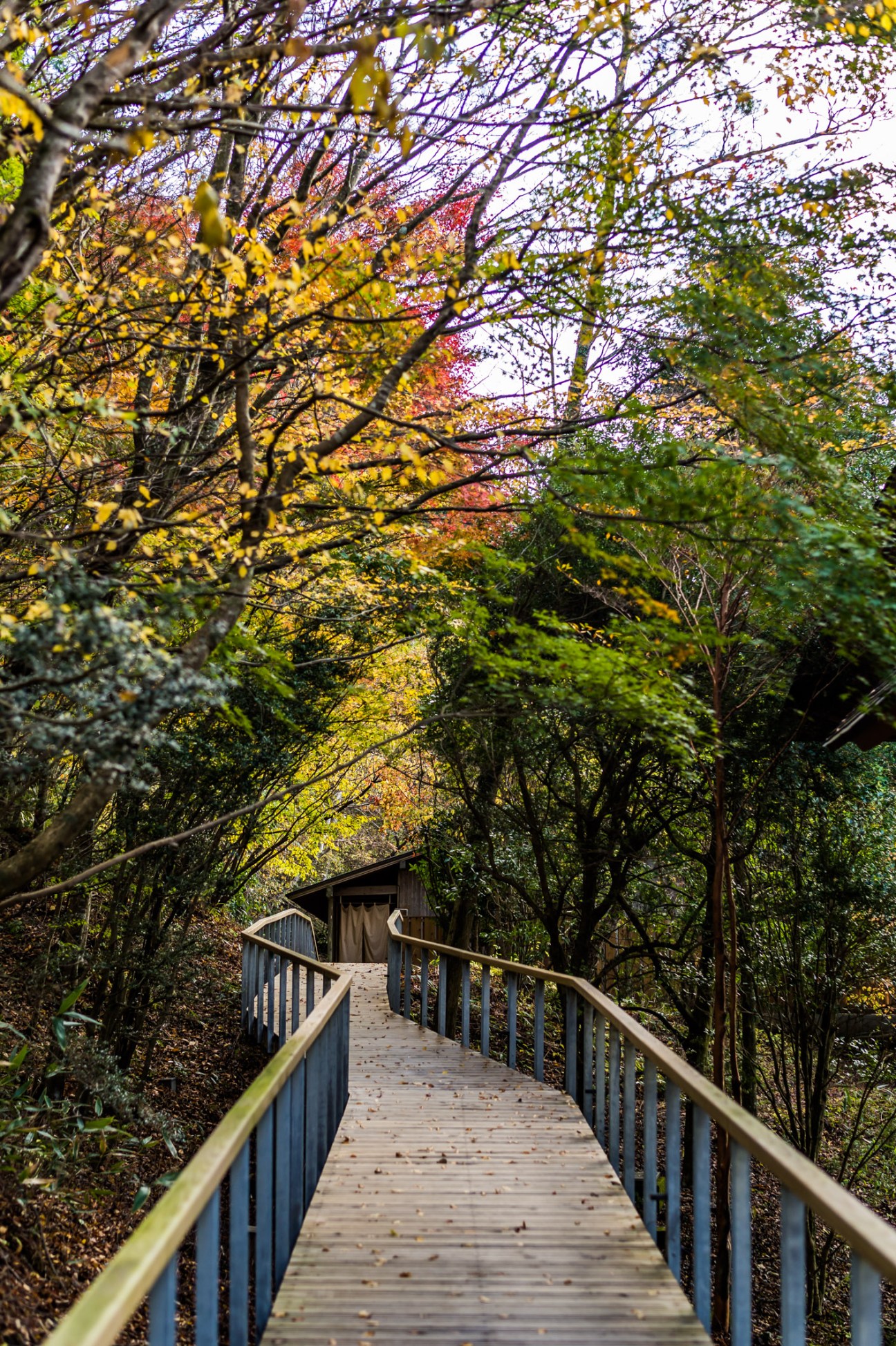 Wooden walkway with railings leading through autumn forest to a small bath house structure