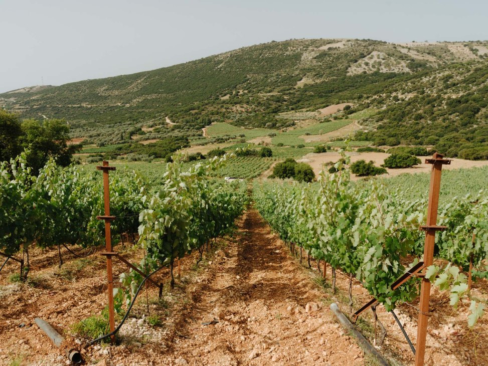 Rows of young robola grapevines supported by wooden stakes in Gentilini's Kefalonian vineyard with green hills in the background.