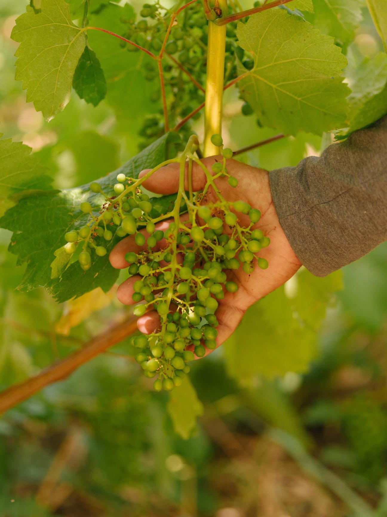 Hand holding a cluster of green Sclavos grapes on the vine with foliage in background