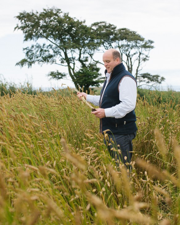 Man in navy gilet and white shirt standing in a grain field holding heritage grain stalks.