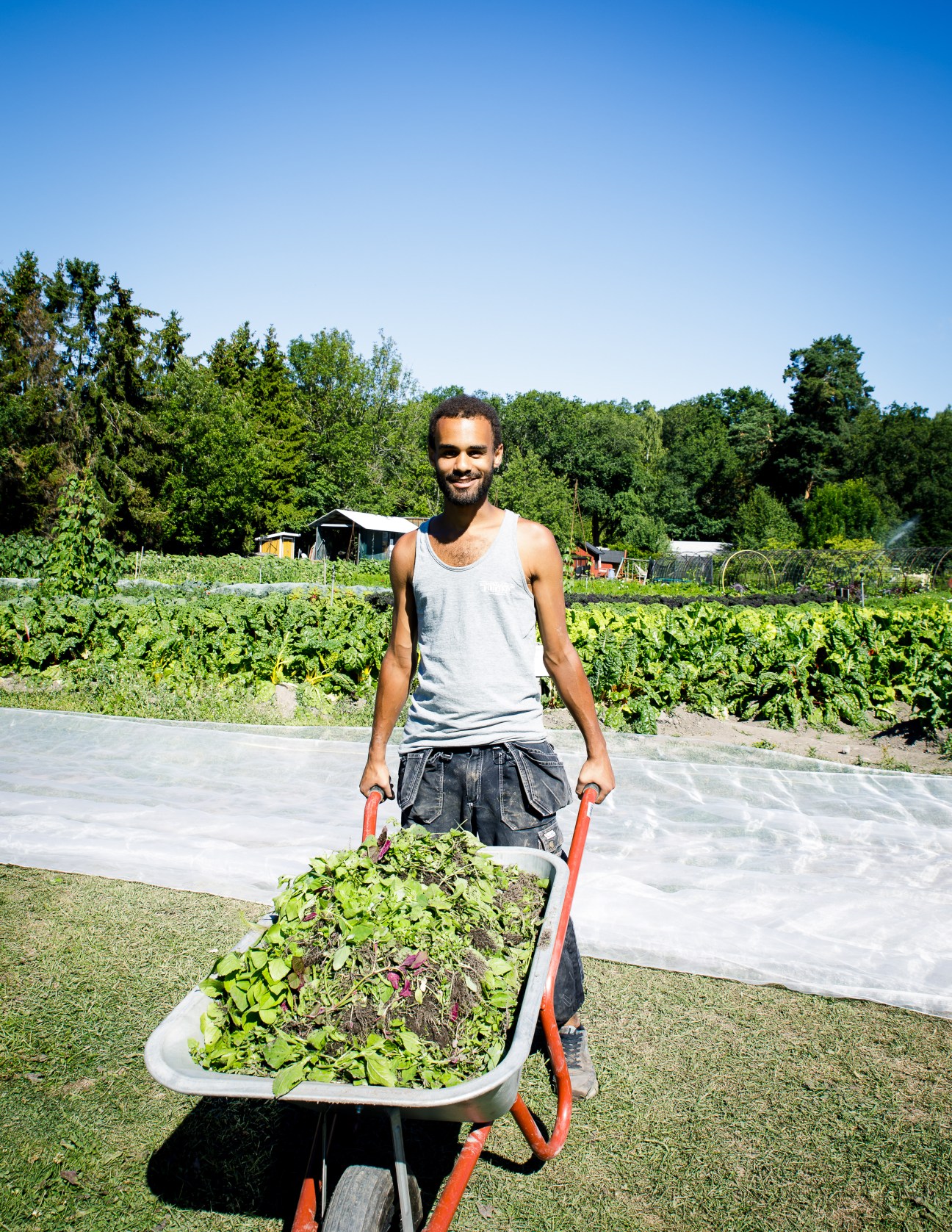 Man in gray tank top pushing wheelbarrow full of leafy greens through garden with greenhouse in background