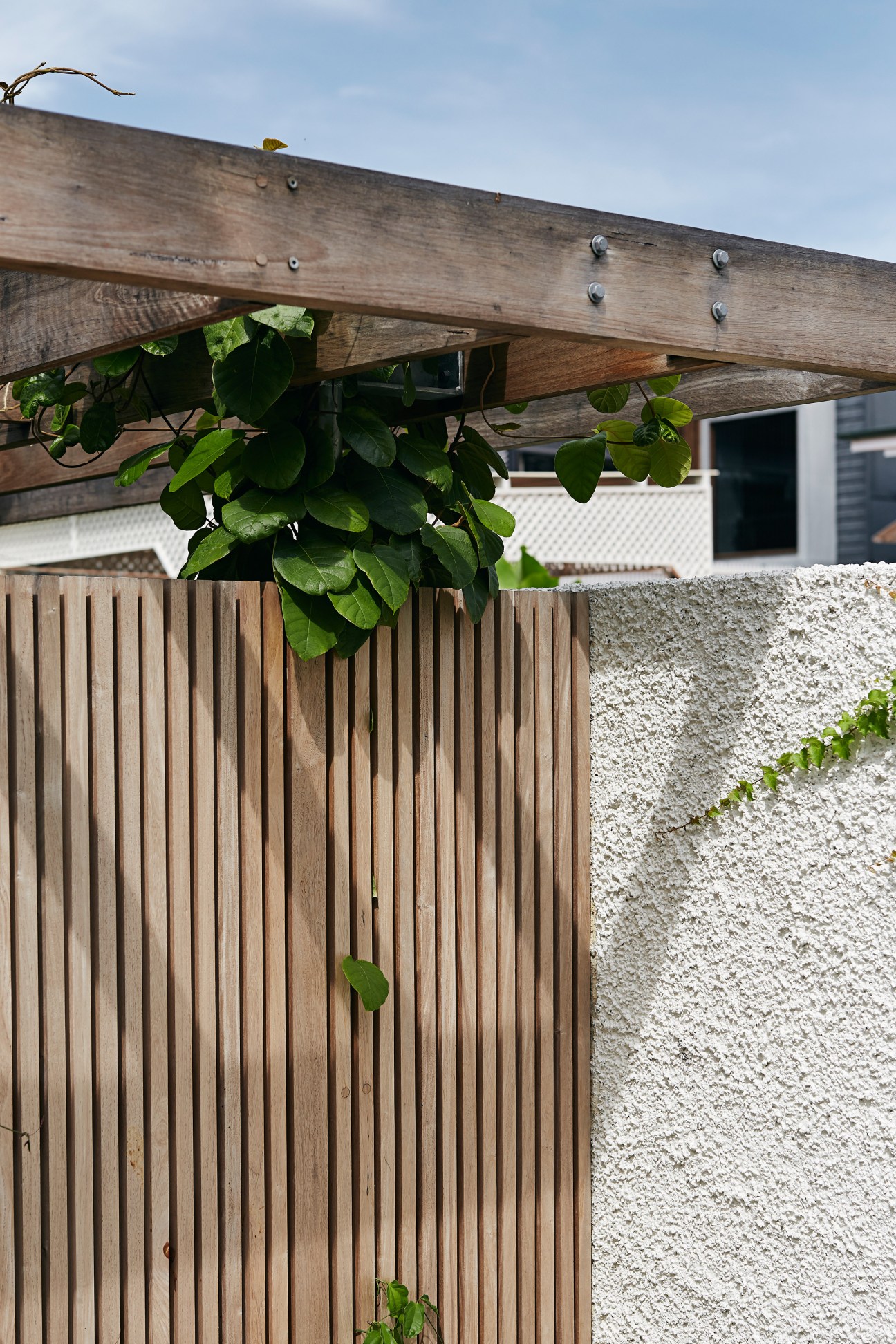 Wooden trellis with climbing vines over textured concrete wall and timber fence.