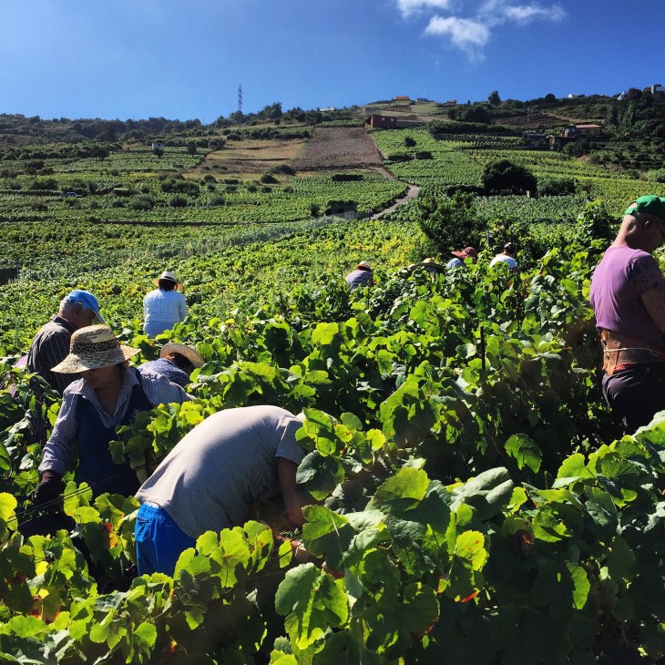Workers harvest grapes in lush green vineyard rows on a Tenerife hillside.