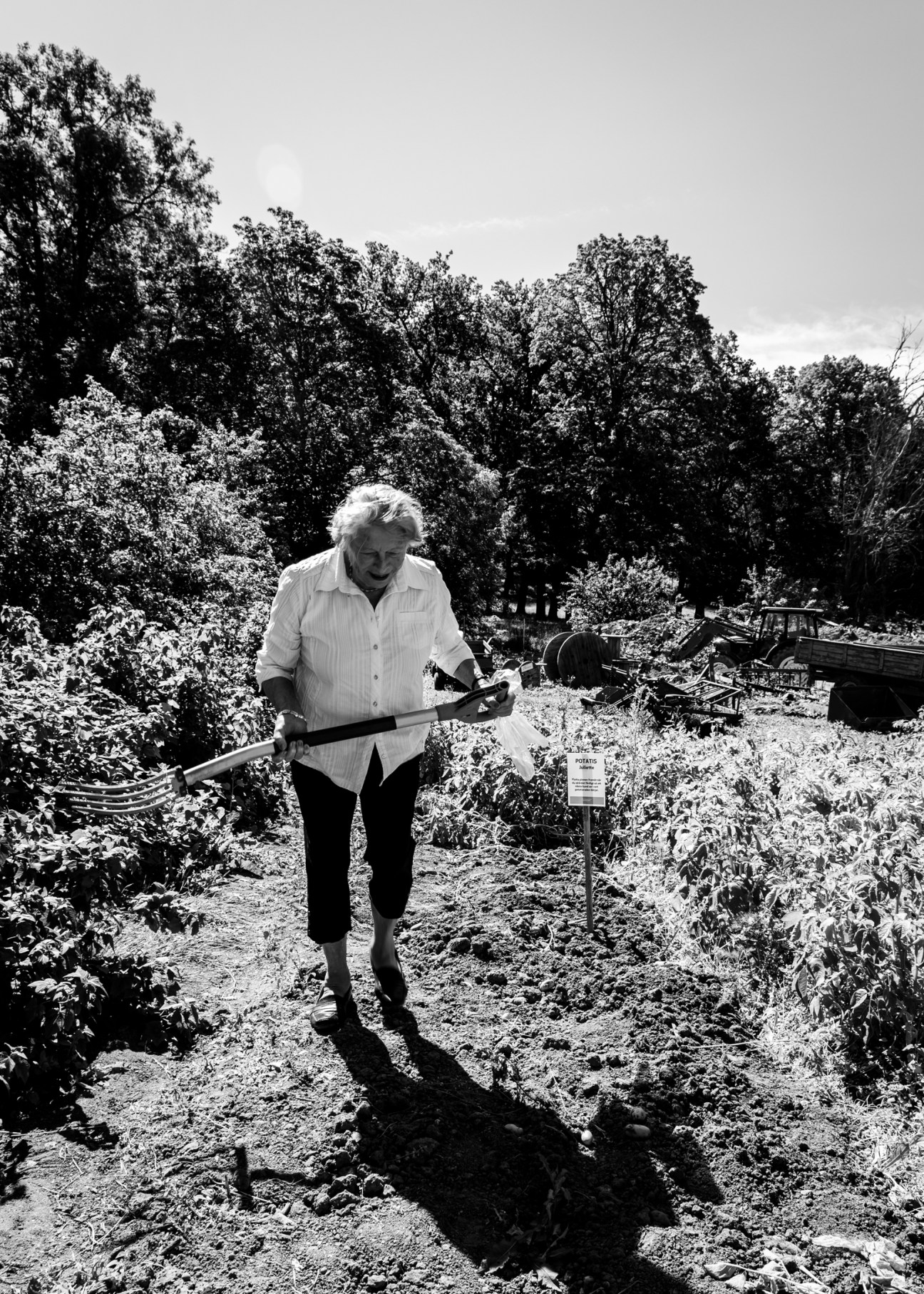 Elderly man with white hair gardening with a rake in a vegetable garden surrounded by plants and trees