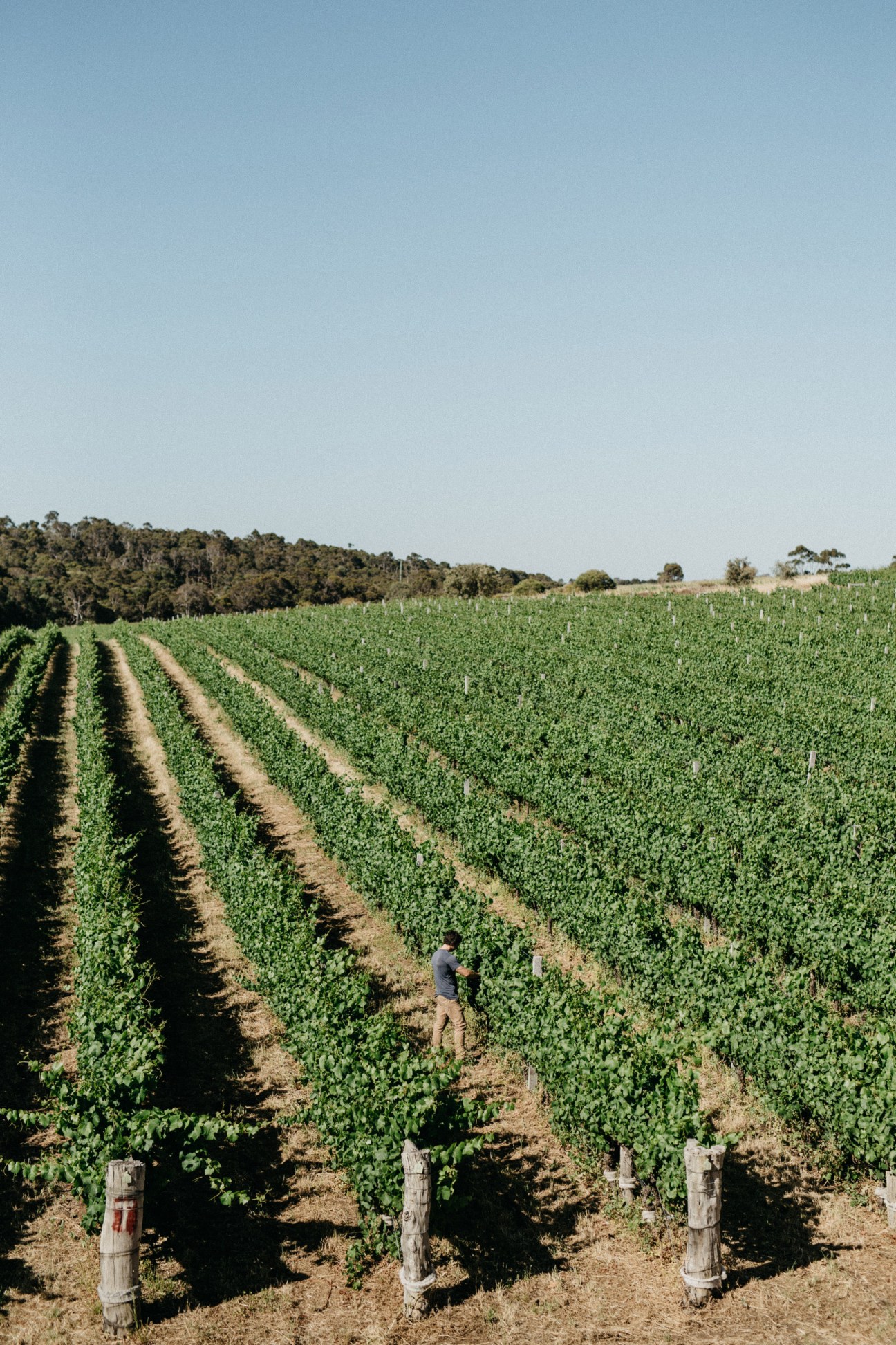 Workers tend to vineyard rows in Margaret River, with lush green grapevines stretching across the landscape.