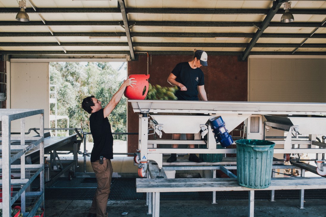 Workers handling red grapes in Las Vino's winery facility with processing equipment visible.