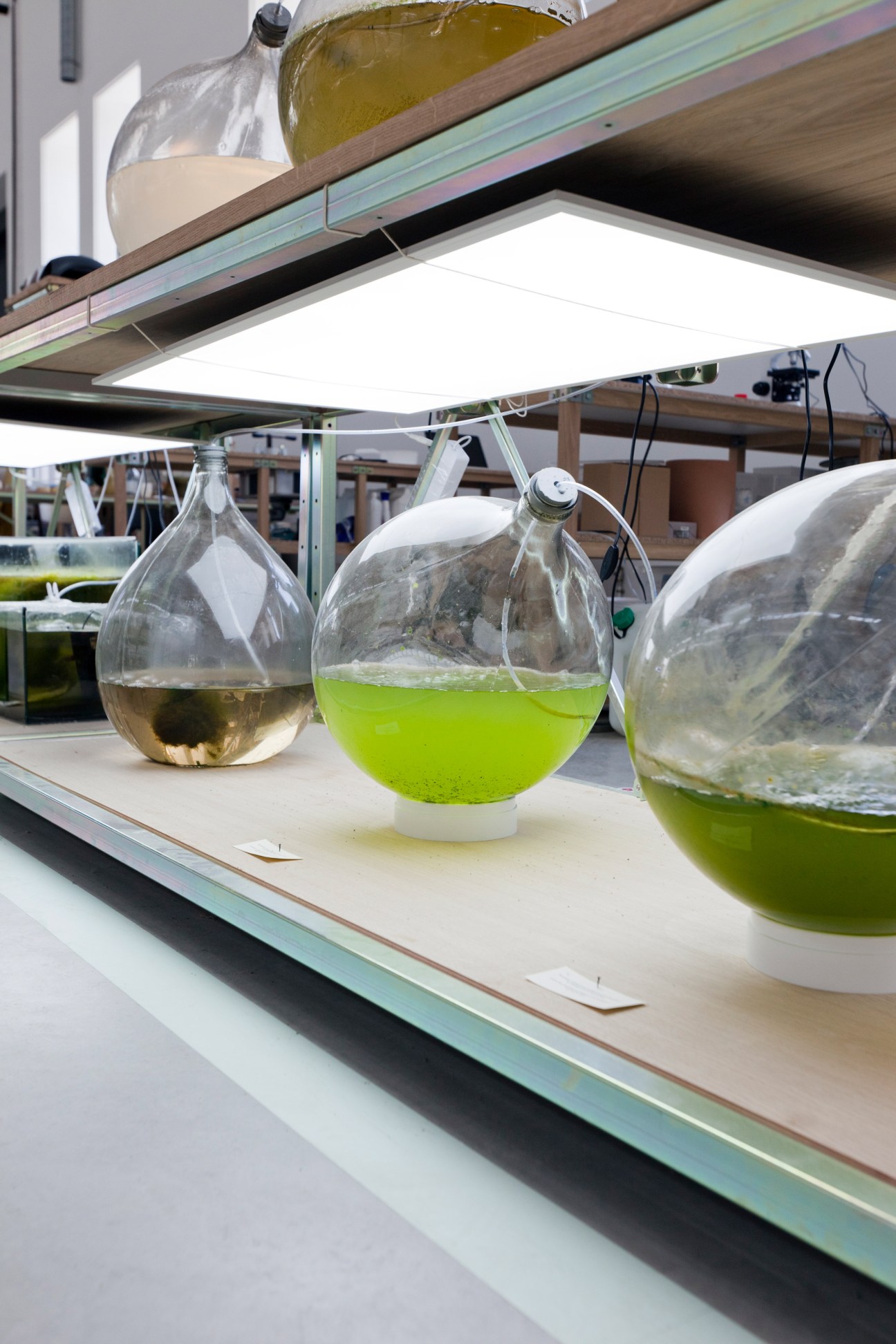 Glass flasks containing green algae cultures on laboratory shelves under grow lights