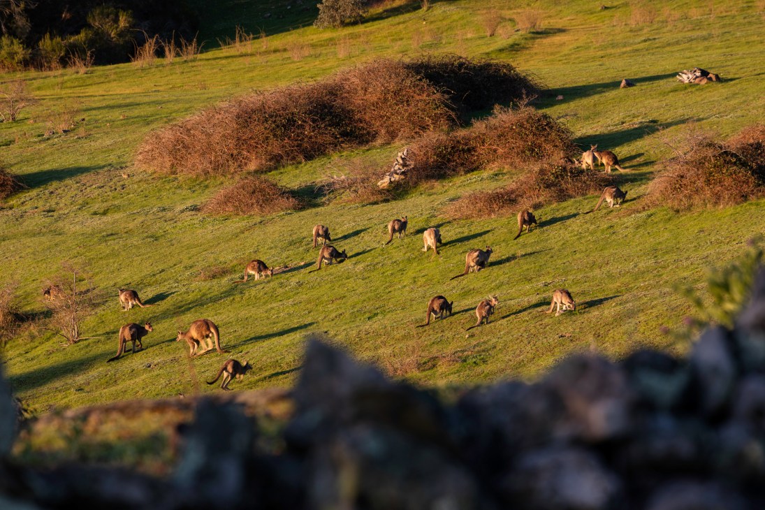 A mob of kangaroos grazing on rolling green hills with scattered shrubs in golden afternoon light