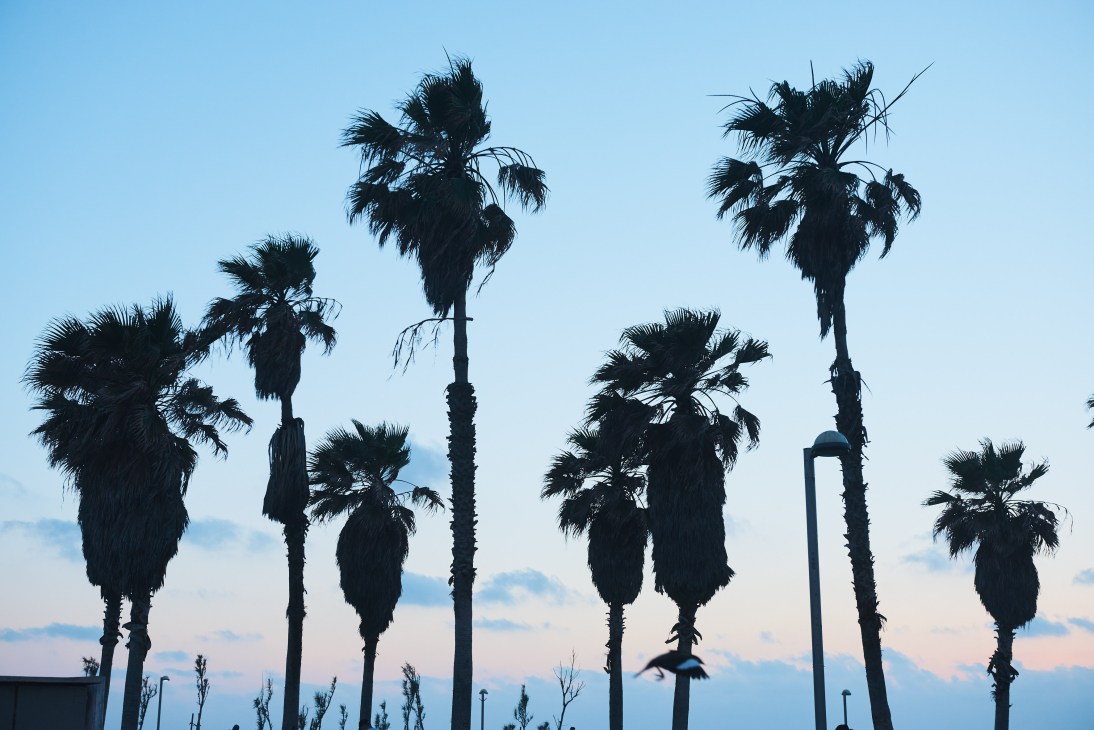 Silhouetted palm trees against a twilight sky with clouds on the horizon.
