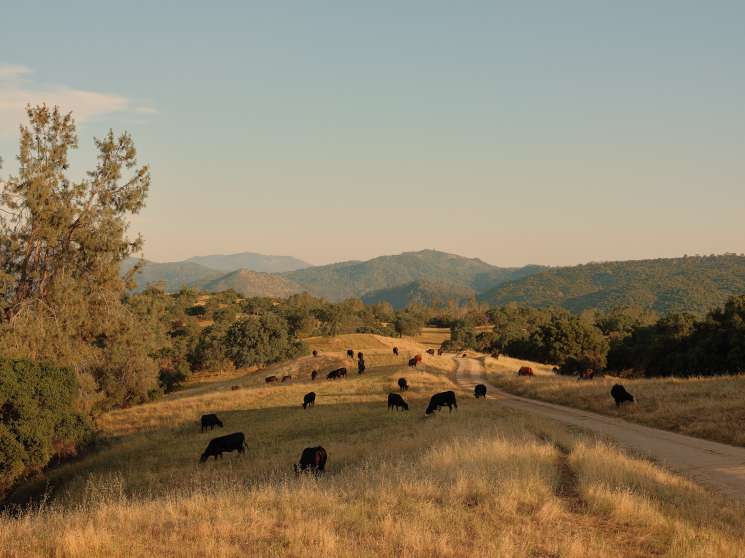 Black Angus cattle grazing on rolling hills with mountains in the background at the Wyle family ranch.