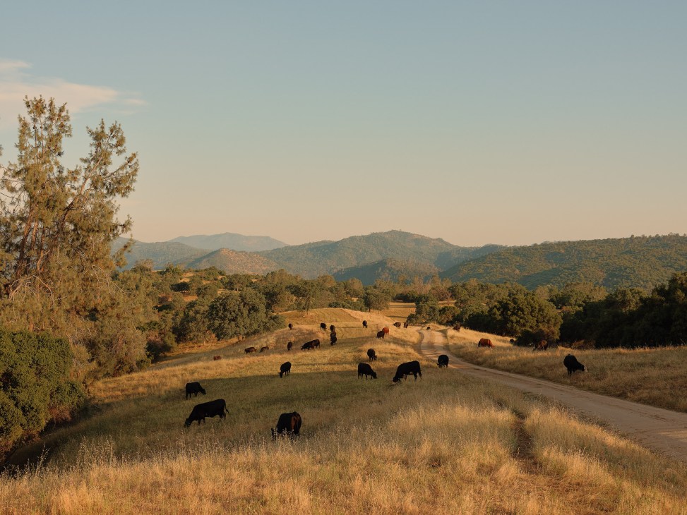Black Angus cattle grazing on rolling hills with mountains in the background at the Wyle family ranch.