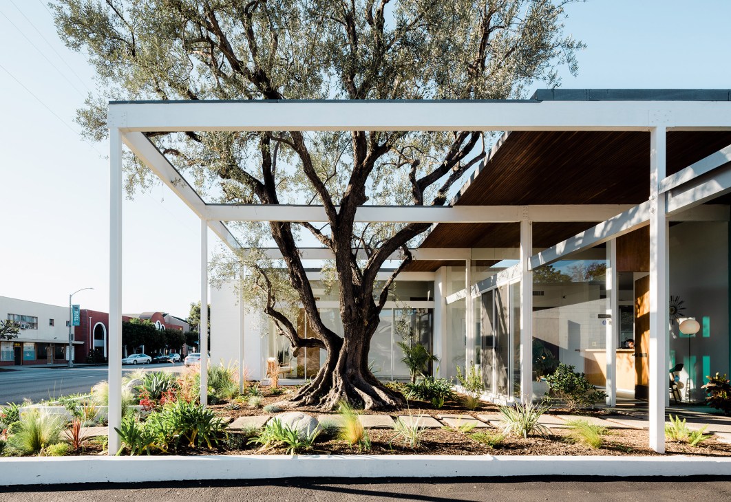Mid-century modern building with white pergola framing a large olive tree and glass walls.
