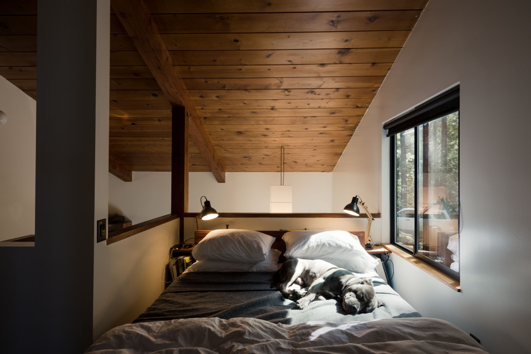 Balthazar the rescue dog sleeping on a bed in a modern wooden bedroom with skylight windows overlooking forest.