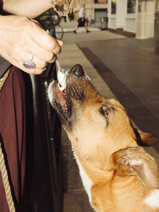 Person's hand with a purple gemstone ring offering ice cream to a tan and white dog on a city street.