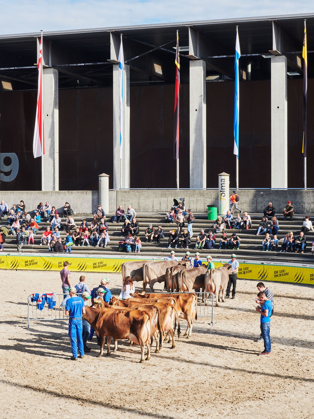Dairy cows being paraded in an arena at Olma fair with spectators watching from bleachers.