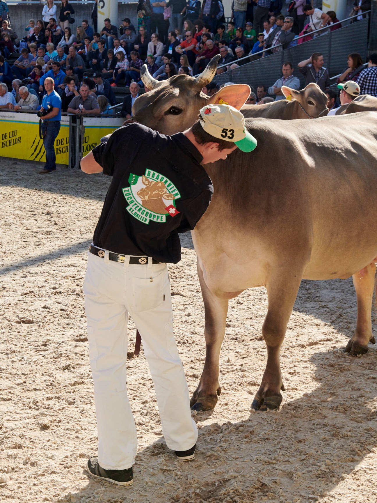 A handler in a cap and Swiss alphorn association shirt inspects a tan Alpine cow with large horns at an agricultural fair.