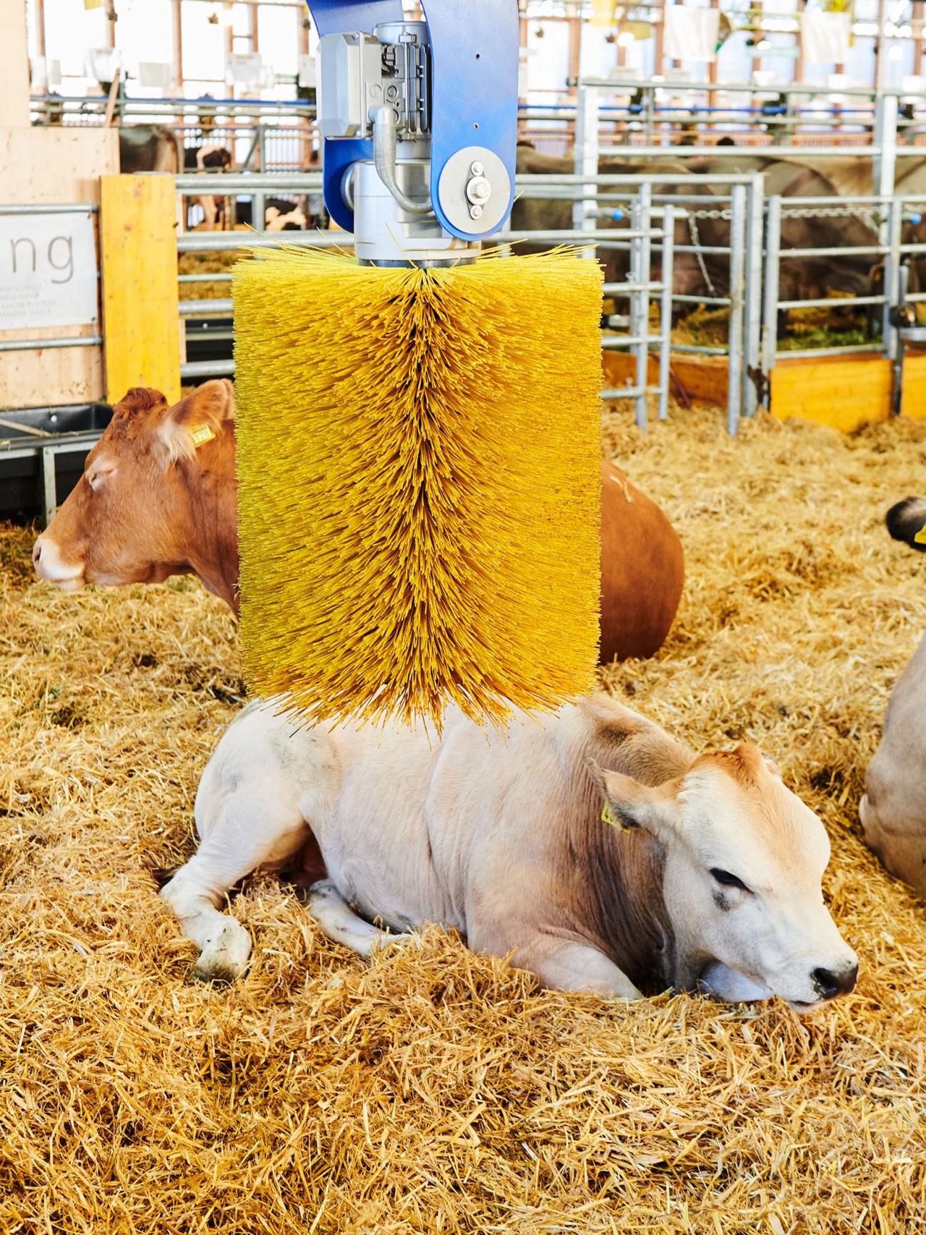 An Alpine cow uses an automatic yellow brush massager at the Olma fair in Switzerland.