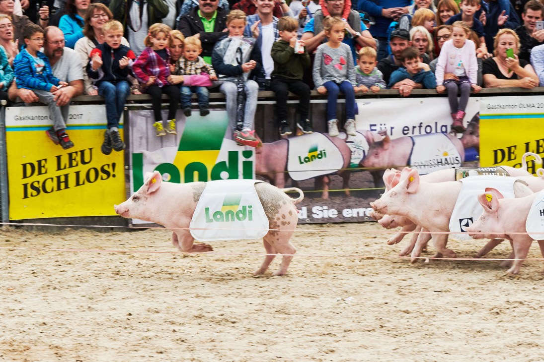 Multiple piglets wearing branded bibs race across a sandy arena while spectators cheer from bleachers above.