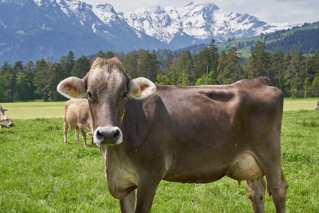Swiss cow with yellow ear tags standing in an Alpine pasture with snow-capped mountains behind