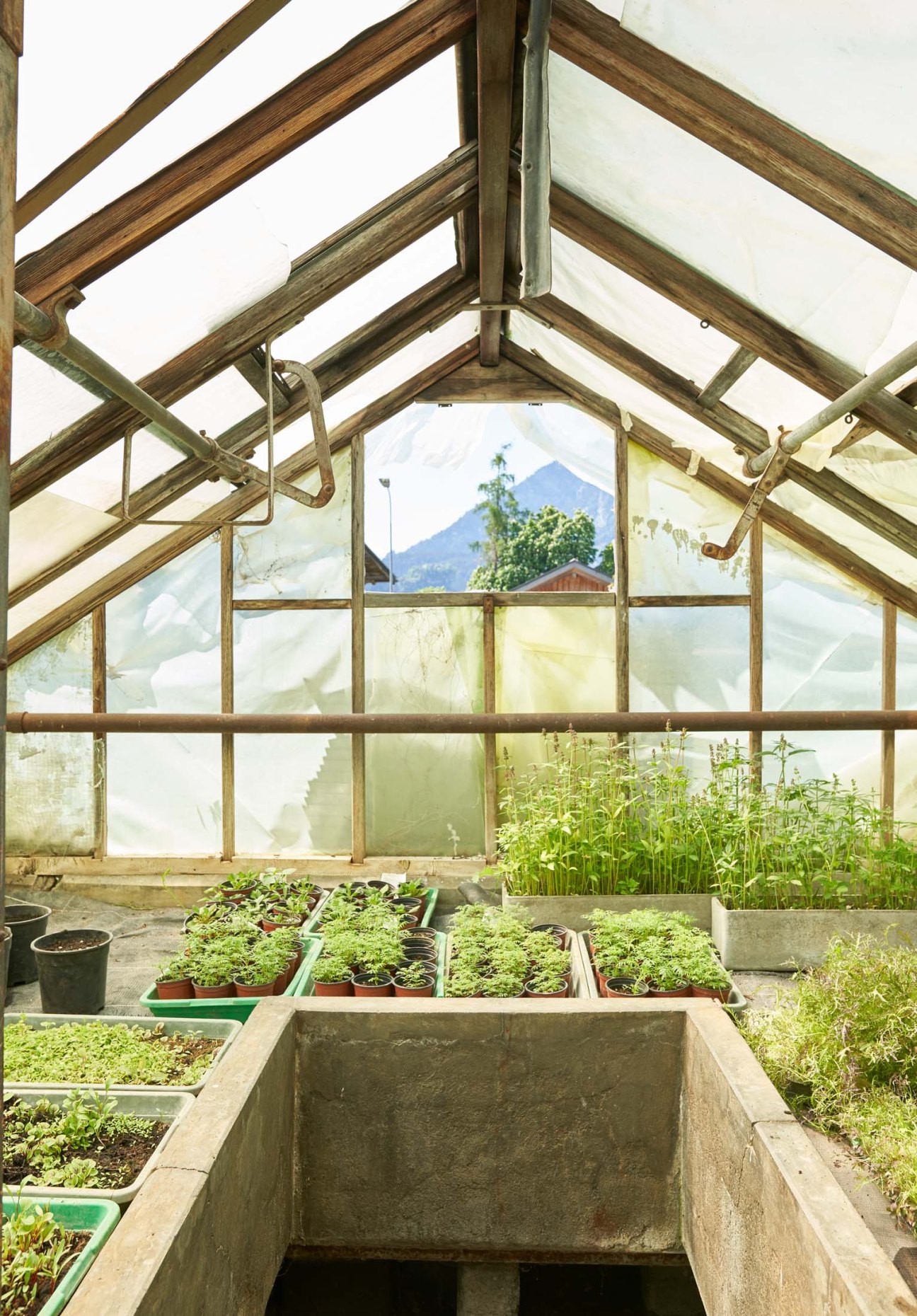 A well-tended greenhouse filled with fresh herbs and plants for the restaurant's kitchen