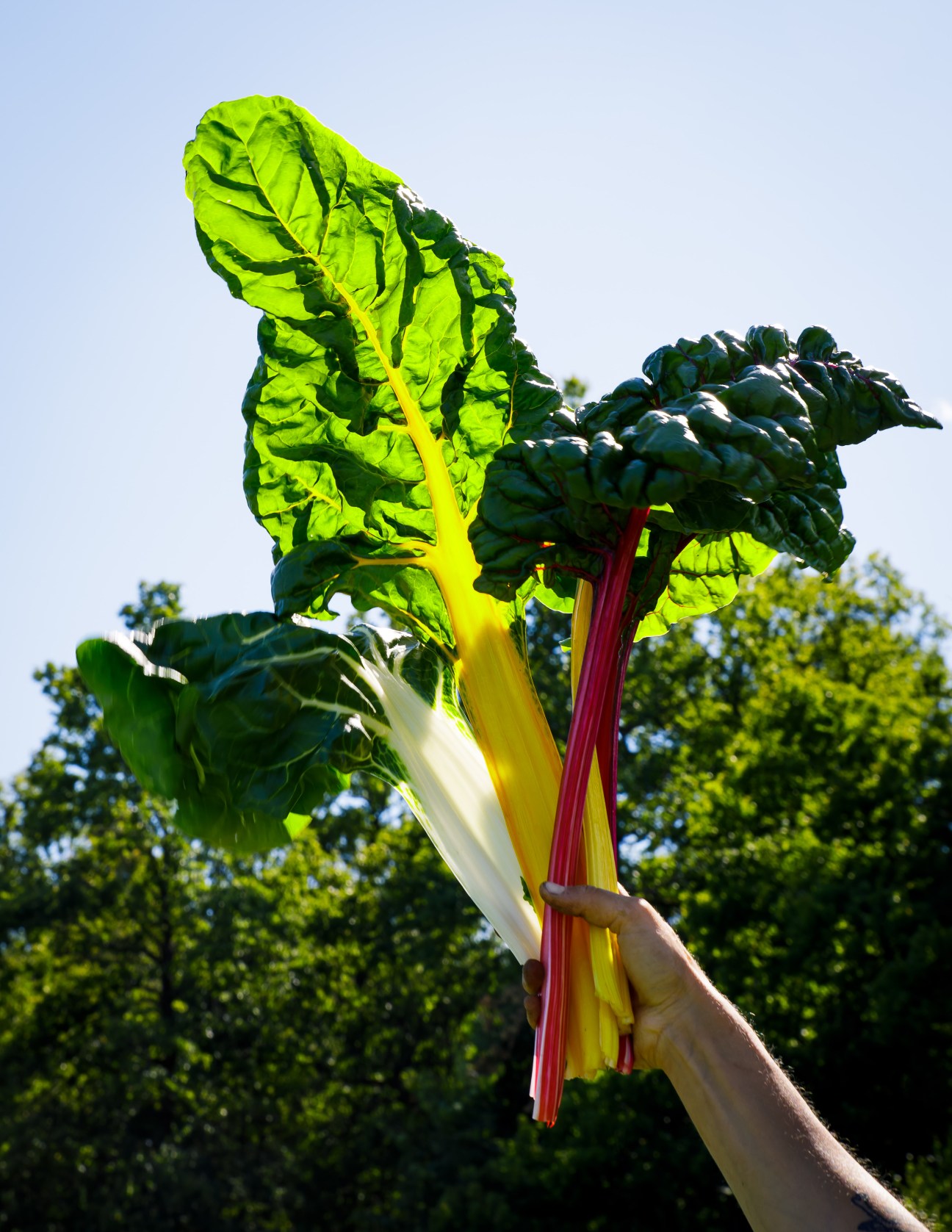 Hand holding freshly harvested rainbow chard with colorful stems against blue sky