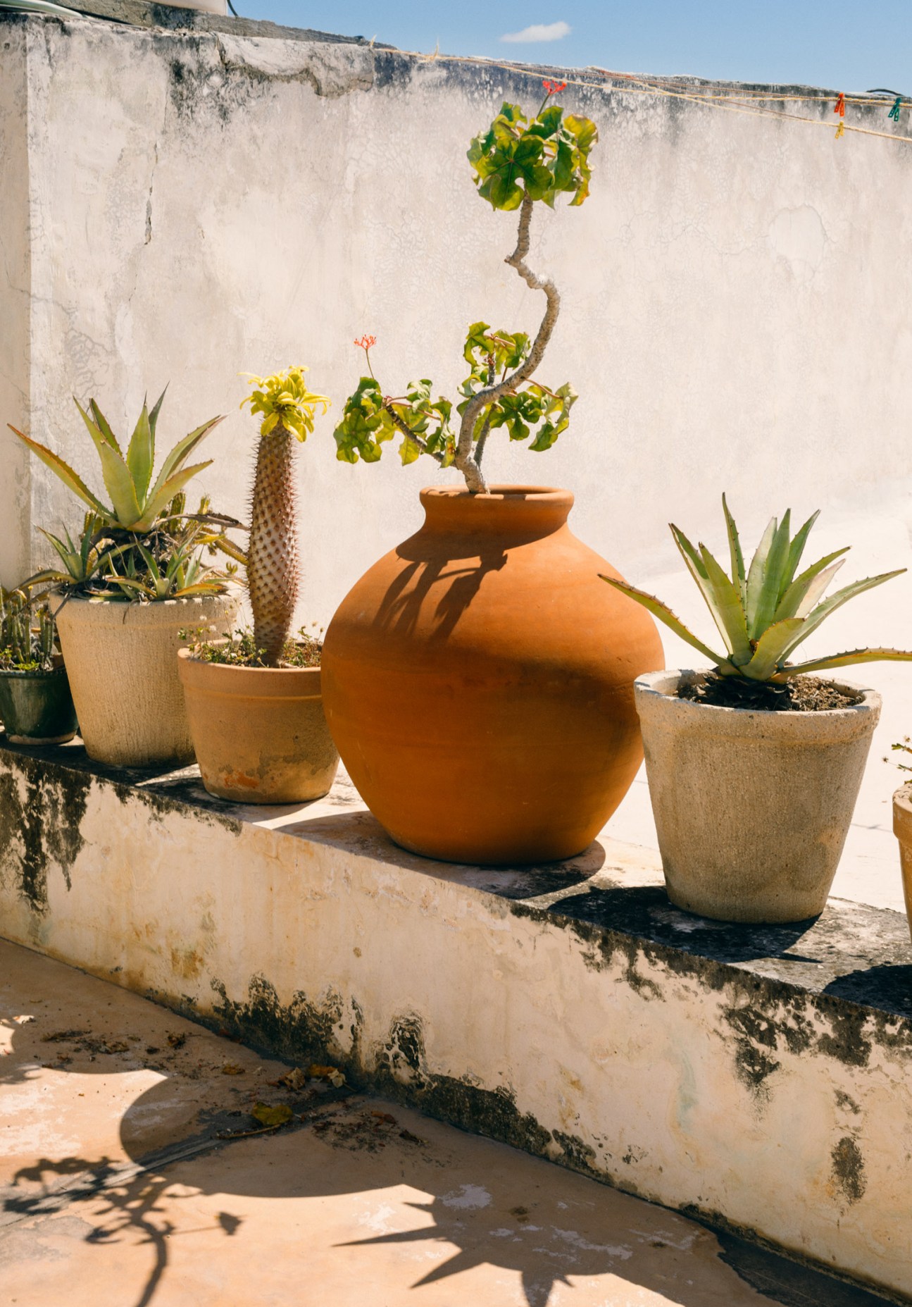 Potted plants and succulents arranged on a weathered rooftop with a white wall backdrop.